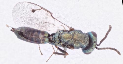 Dinotoides tenebricus
